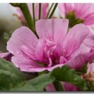 APPLEBLOSSOM PINK MALVA FLOWER 30 US SEEDS
