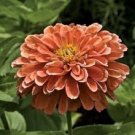 GIANT SALMON COLOR ZINNIA FLOWER 30 US SEEDS
