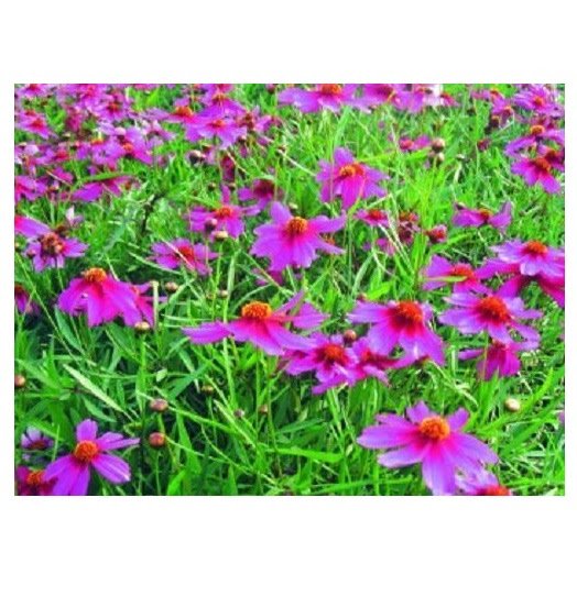 COREOPSIS AMERICAN DREAM LONG LASTING FLOWER 50 US SEEDS