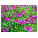 COREOPSIS AMERICAN DREAM LONG LASTING FLOWER 50 US SEEDS