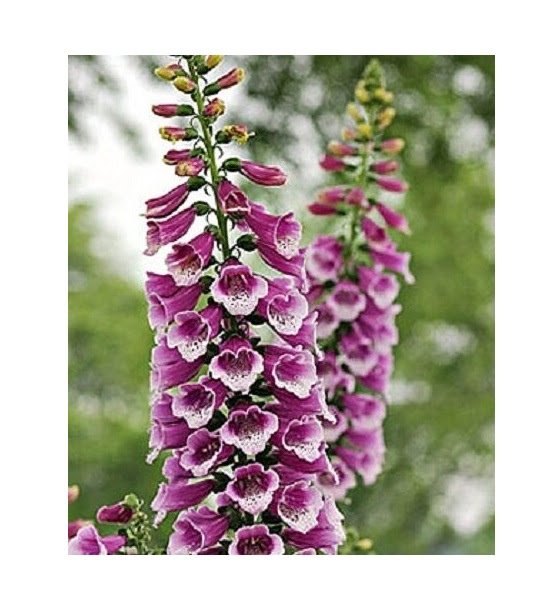 DIGITALIS THAPSI RSPBERRY WITH MAROON SPOTS FLOWER 50 US SEEDS