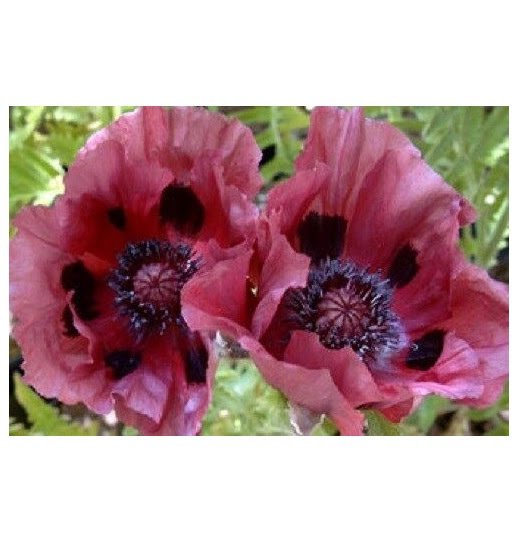 35 US SEEDS FLOWER PLUM PUDDING PAPAVER PINK AND BLACK POPPY ORIENTALE