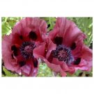35 US SEEDS FLOWER PLUM PUDDING PAPAVER PINK AND BLACK POPPY ORIENTALE