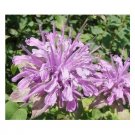 50 US SEEDS FLOWER LILAC MONARDA BEE BALM LEMON SCENT