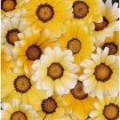 GAZANIA ORANGE CREAM FLOWER 30 US SEEDS
