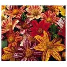 MIX FLOWER FIREWORKS DAHLIA 20 US SEEDS