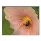 GIANT SALMON COLOR DANISH HOLLYHOCK FLOWER 30 US SEEDS