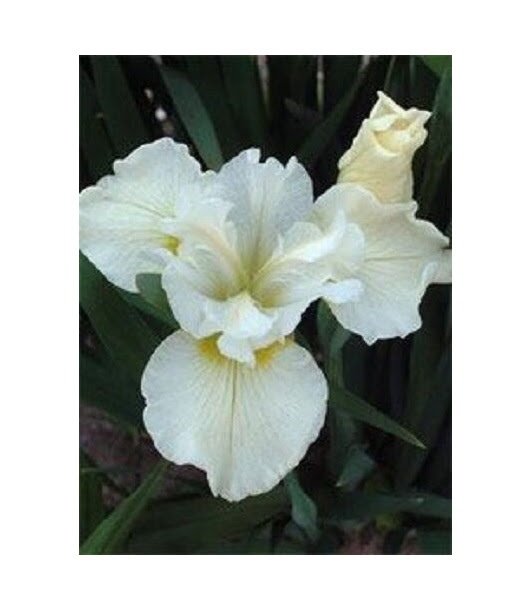 WHITE IRIS SIBERICA FLOWER 20 US SEEDS