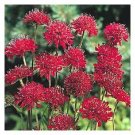 25 US SEEDS RED KNAUTIA MACEDONICA RED KNIGHT PINCUSHION FLOWER