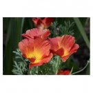 STRAWBERRY FIELDS CALIFORNIA POPPY FLOWER MIX 40 US SEEDS