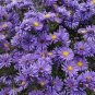ASTER GOLIATH ALPINUS FLOWER 25 US SEEDS