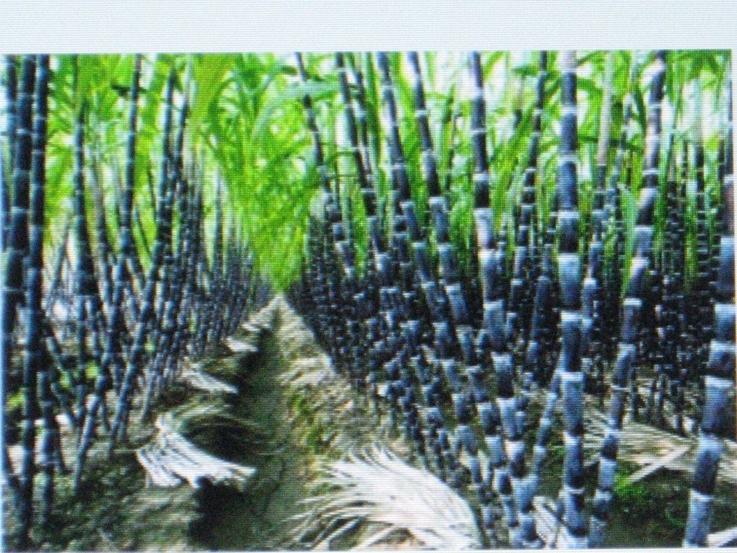 150 US SEEDS SUGAR CANE RUM SYRUP ROCK CANDY SUGAR CRYSTALS 18 FEET TALL