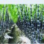 150 US SEEDS SUGAR CANE RUM SYRUP ROCK CANDY SUGAR CRYSTALS 18 FEET TALL