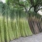 150 US SEEDS SUGAR CANE RUM SYRUP ROCK CANDY SUGAR CRYSTALS 18 FEET TALL