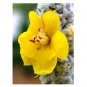 MULLEIN FLOWERING MEDICINAL ORNAMENTAL PLANT 20 US SEEDS