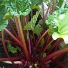 RHUBARB CRIMSON STALKS WITHSTANDS HOT TEMPS 50 US SEEDS