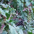10 US SEEDS POKEBERRY poke sallet