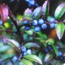 MEDICINAL HEALTHFUL HUCKLEBERRY 100 US SEEDS