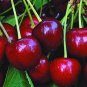5 US SEEDS SWEET CHERRY PROLIFIC YIELDING SWEETEST FLAVOR