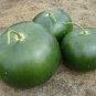 7 US SEEDS WORLDS LARGEST GOURD UP TO 5 FEET ACROSS