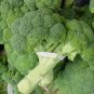 HUGE YIELDS GIANT RUSSIAN BROCCOLI 100 US SEEDS