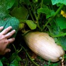 7 US SEEDS JUMBO PINK BANANA SQUASH 4 FOOT LONG