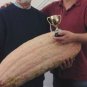 7 US SEEDS JUMBO PINK BANANA SQUASH 4 FOOT LONG