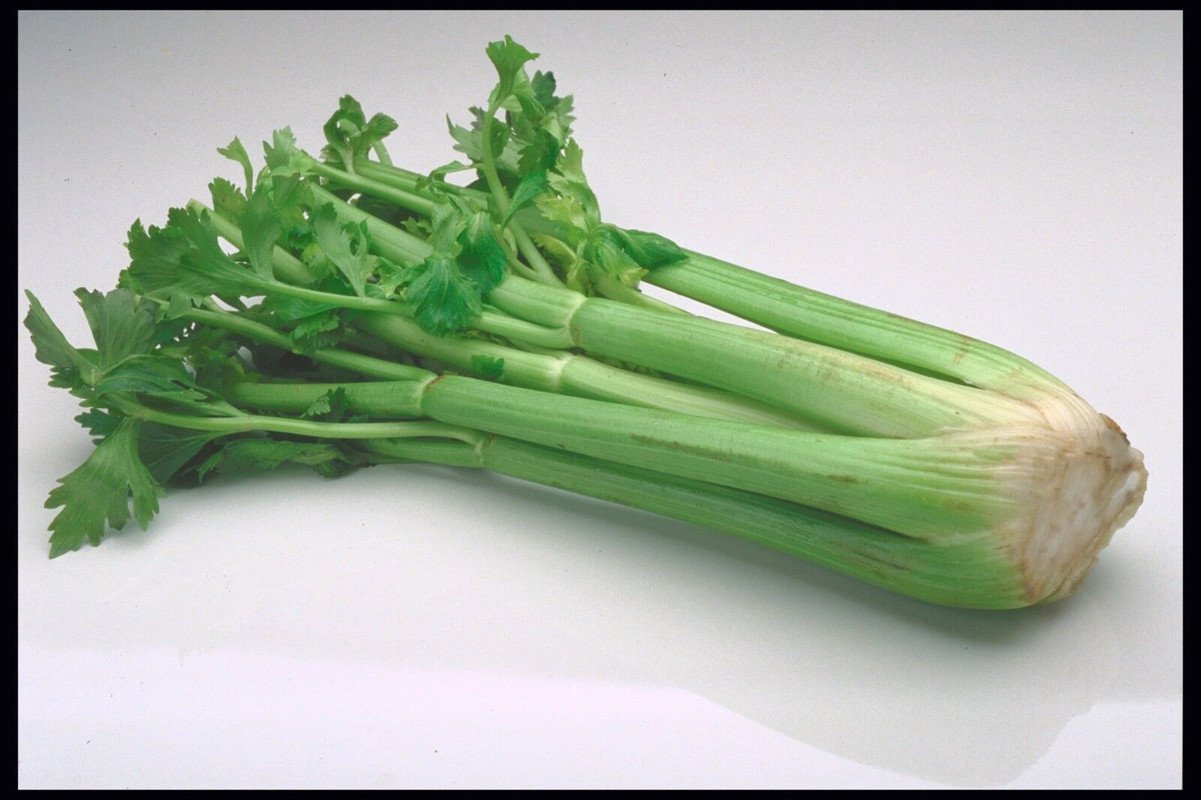 200 US SEEDS MASSIVE CELERY 16 INCH STALKS COCKTAIL GARNISH CREOLE CUISINE
