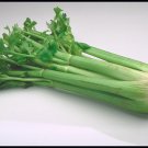 200 US SEEDS MASSIVE CELERY 16 INCH STALKS COCKTAIL GARNISH CREOLE CUISINE