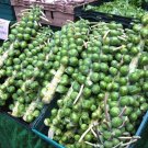 200 US SEEDS MULTI HARVEST BRUSSEL SPROUT