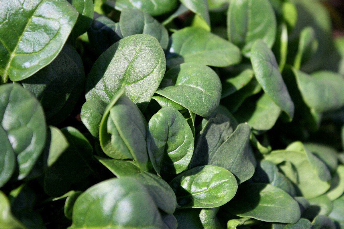 DARK GREEN SPINACH SMOOTH LEAF 50 US SEEDS