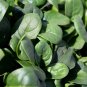 DARK GREEN SPINACH SMOOTH LEAF 50 US SEEDS