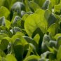 DARK GREEN SPINACH SMOOTH LEAF 50 US SEEDS