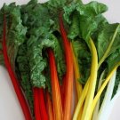 50 US SEEDS SWISS CHARD ORANGE FANTASIA BRIGHT ORANGE SALADS