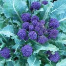 PURPLE SPROUTING BROCCOLI PURPLE HEADS 100 US SEEDS