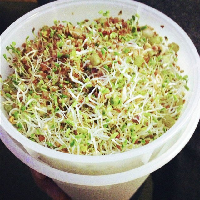 500 US SEEDS MIX SPROUTING