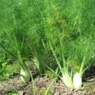 FLORENCE FENNEL HERB 50 US SEEDS
