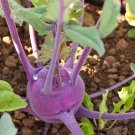 PURPLE VIENNA KOHLRABI 50 US SEEDS