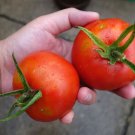 TOMATO BONNY BEST 15 US SEEDS
