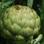 GREEN GLOBE ARTICHOKE VARIETY 20 US SEEDS