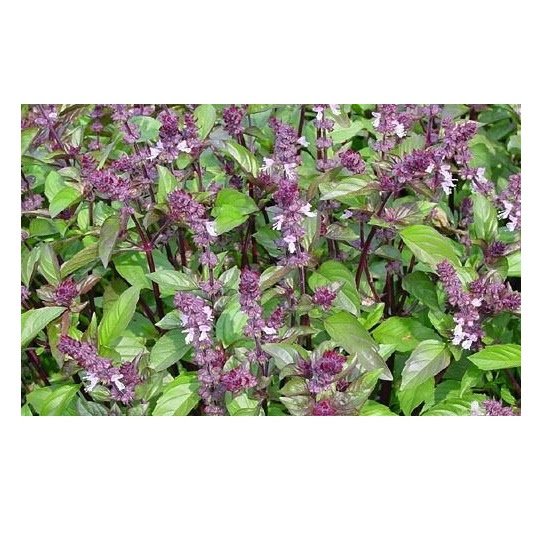 CINNAMON BASIL CULINARY MEDICINAL BEVERAGE AROMATIC 25 US SEEDS