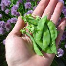 50 US SEEDS SUGAR SNOW PEA COUNT PKT DWARF TENDER SWEET