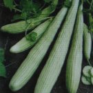 25 US SEEDS CUCUMBER AMERICAN YARD LONG