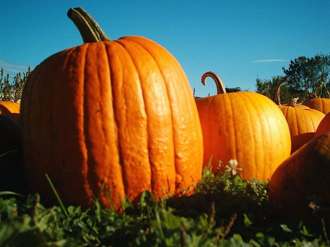 BIG MAX PUMPKIN 7 US SEEDS