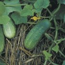 20 US SEEDS BUSH PICKLE CUCUMBER BUSH TYPE SHORT GROWING