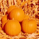 SPIRIT HYBRID PUMPKIN 7 US SEEDS