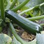 BLACK BEAUTY GLOSSY ZUCCHINNI 20 US SEEDS