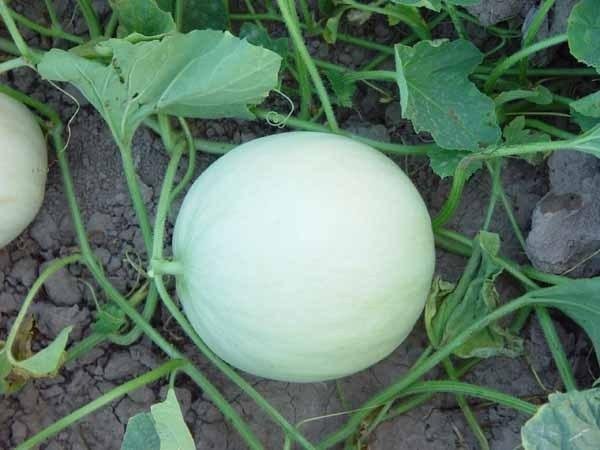 HONEYDEW MELON 7 US SEEDS