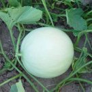 HONEYDEW MELON 7 US SEEDS