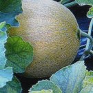 JUMBO HUGE CANTALOUPE 7 US SEEDS